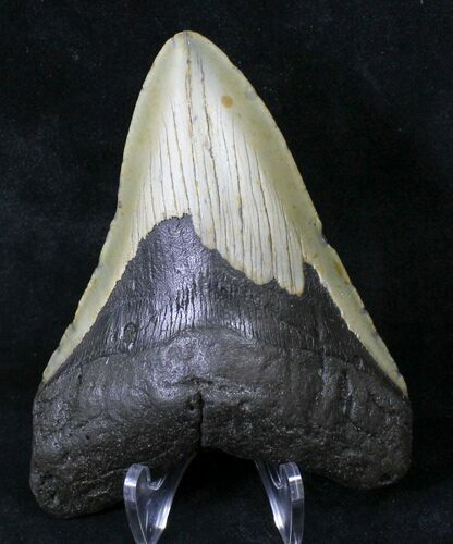 Bargain Megalodon Tooth - North Carolina #19021